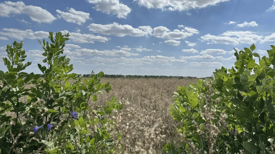 3 вересня на Луганщині: малохмарно, до +29°C, надзвичайна пожежна небезпека