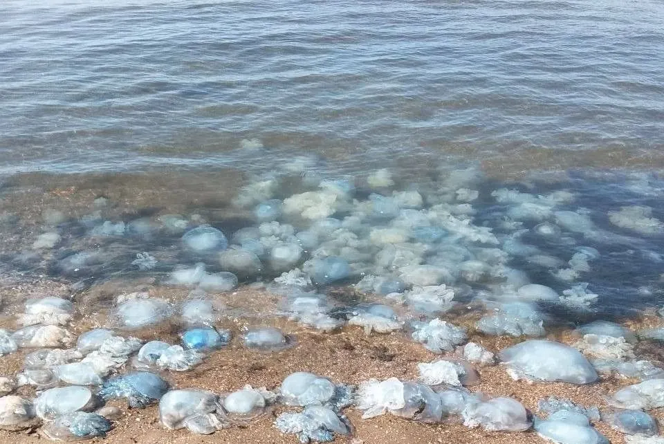Росія вбила Азовське море. Буквально, — Андрющенко
