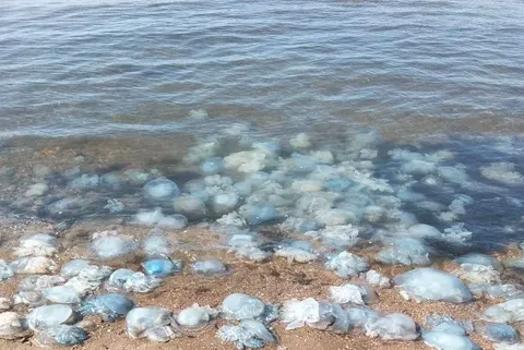 Азовське море дедалі солоніше: що це означає для Луганщини