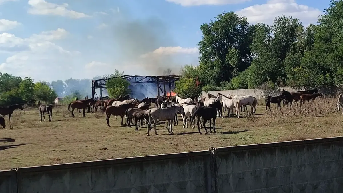 Лозівський кінний завод під обстрілом: коні вціліли, але запаси кормів знищені