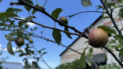 Субота на Луганщині та Донеччині: ясно, спекотно, без дощу