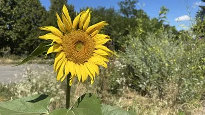 Спека до 34 градусів: прогноз погоди на 5 серпня для Луганщини та Донеччини