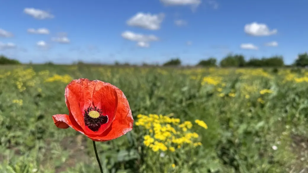 18 серпня на Луганщині буде ясно і спекотно: прогноз погоди